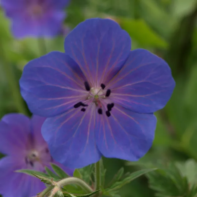Passion Vivaces GERANIUM himalayense Gravetye vivace pot 1L bleu