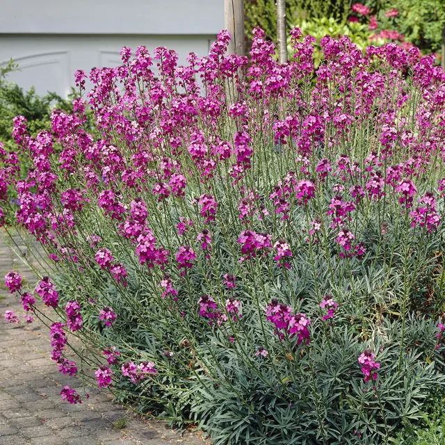Bakker Giroflée Bowles Mauve vivace pot Ø9cm fleurs roses