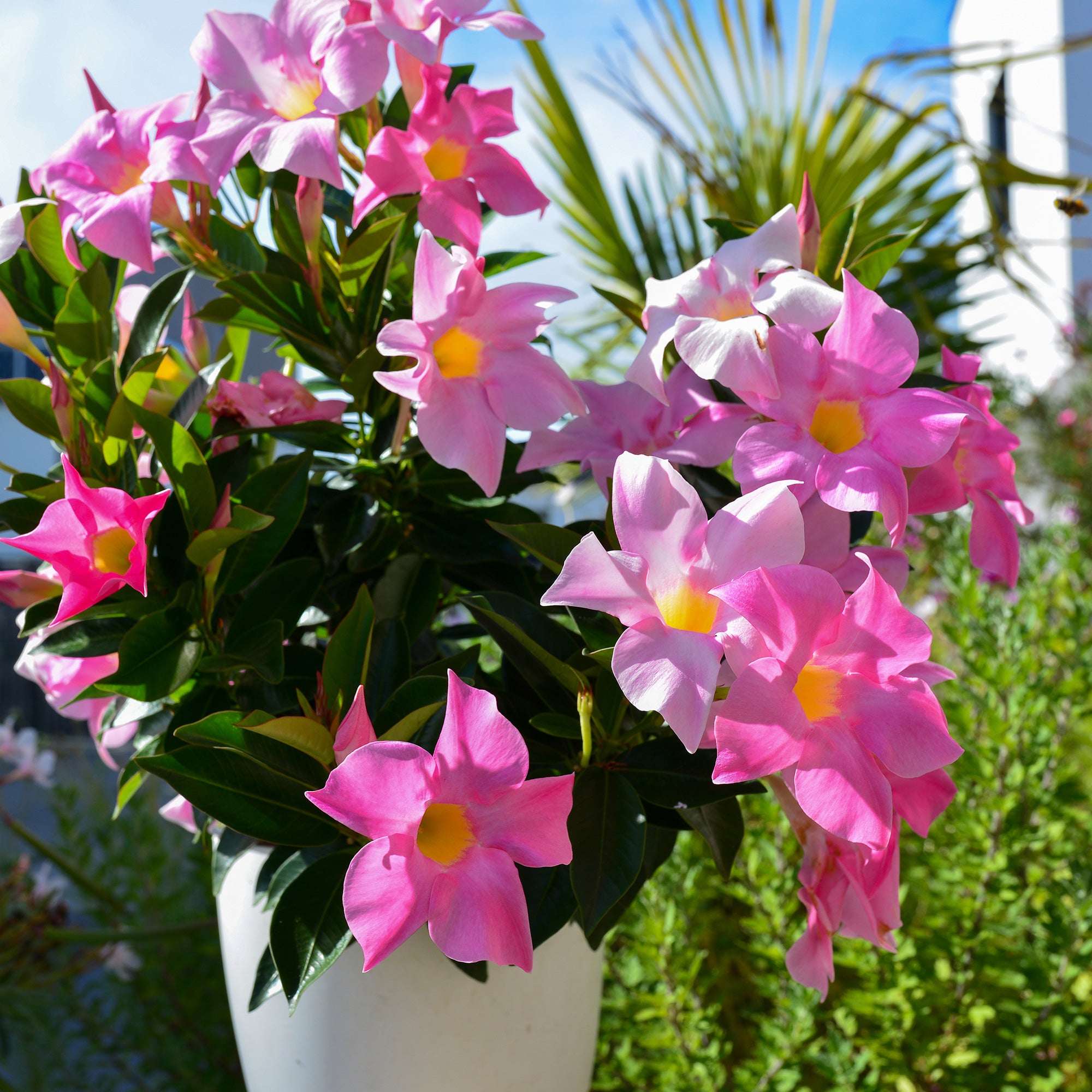 Bakker Dipladenia jasmin du Brésil pot Ø 10,5 cm lot 3