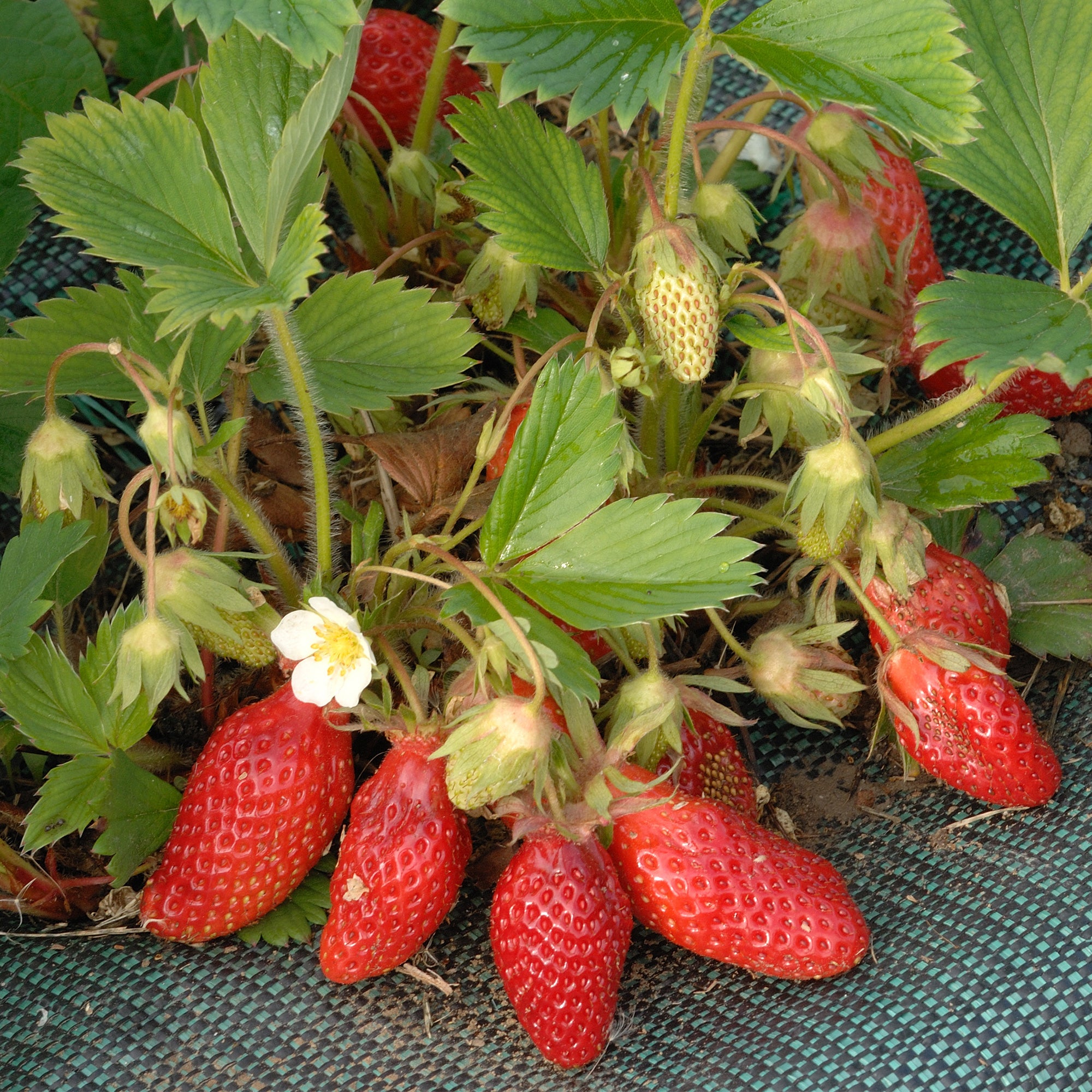 Bakker Fraisiers Gariguette non remontants paquet 20 racines nues