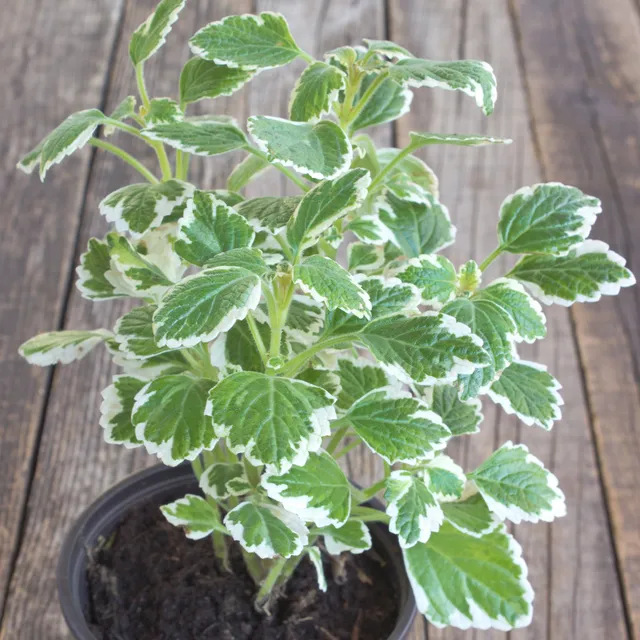 Bakker Plectranthus bicolore vert blanc plante pot Ø10,5cm ombre