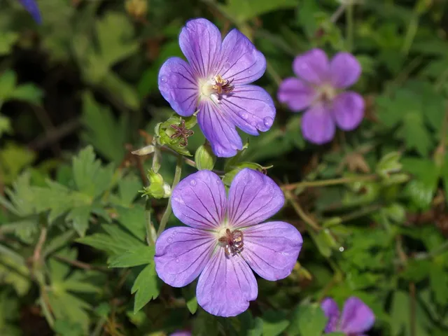 Passion Vivaces Geranium Blue Sunrise plante vivace pot 1L bleu