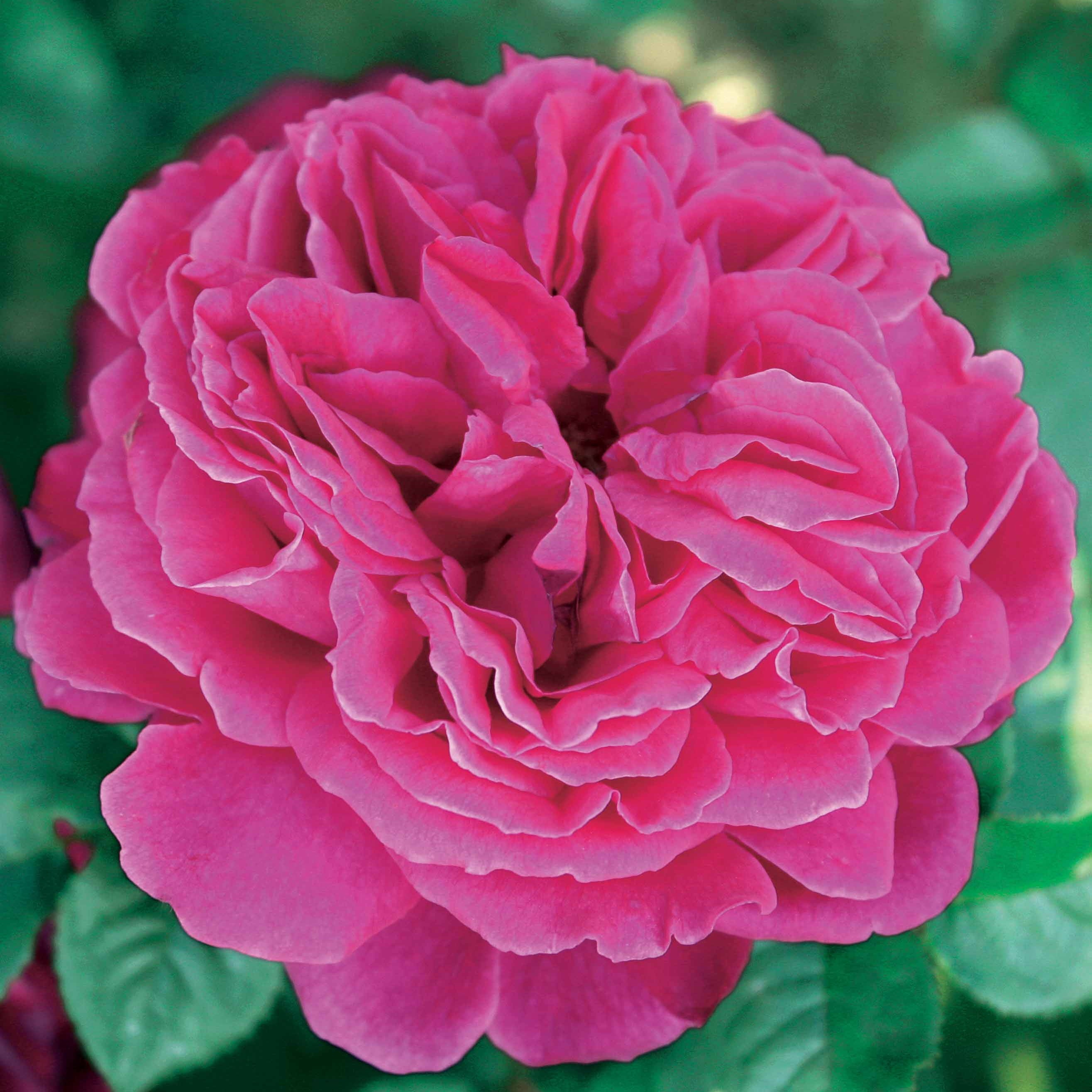 Bakker Collection 3 Rosiers anglais racines nues parfumés