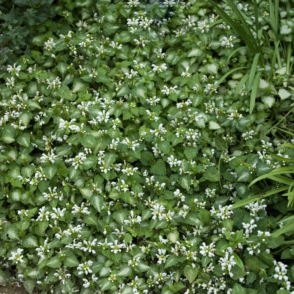 Bakker Lamier maculé Album couvre-sol pot 9cm fleurs blanches