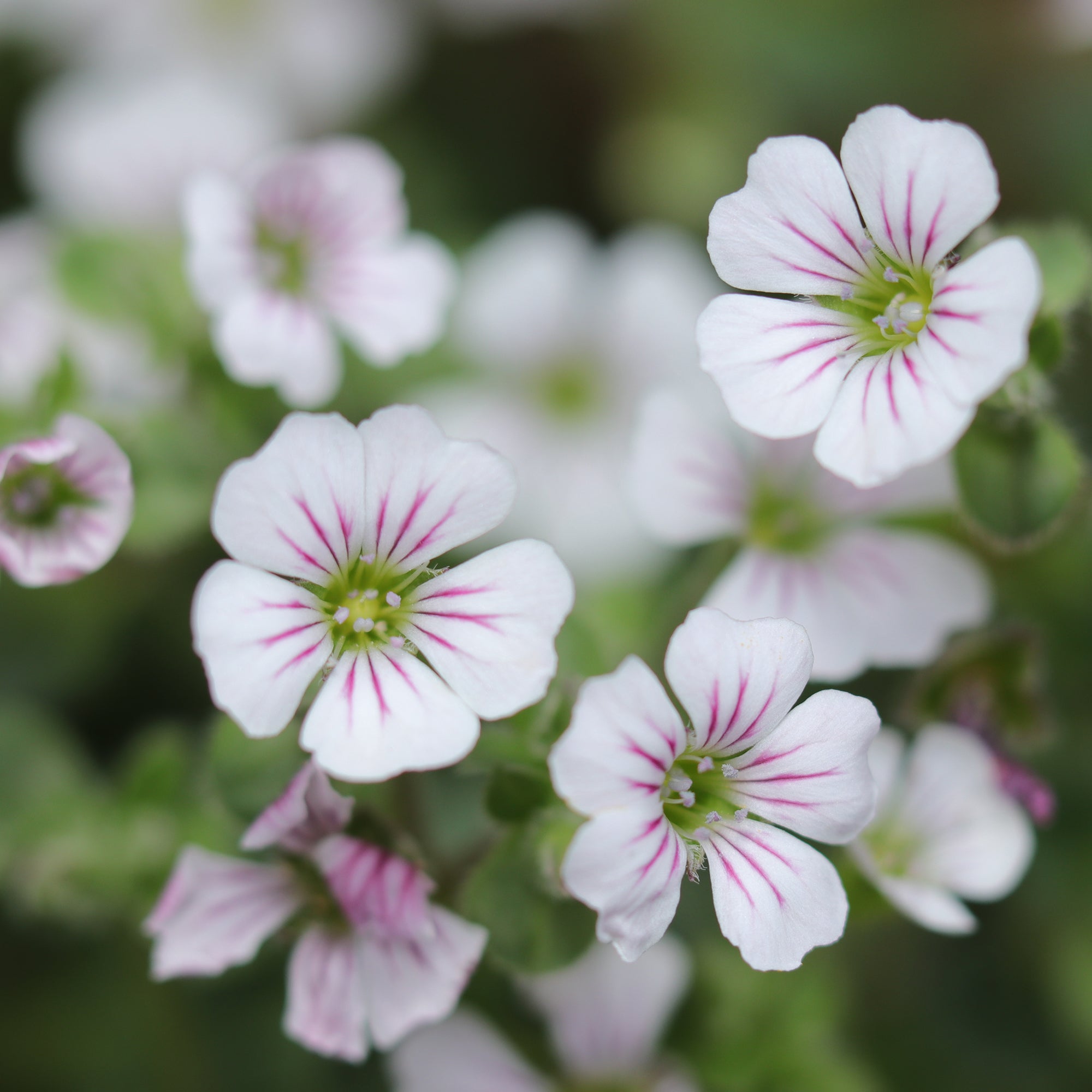Bakker Gypsophile en coussin vivace pot 9cm fleur blanche