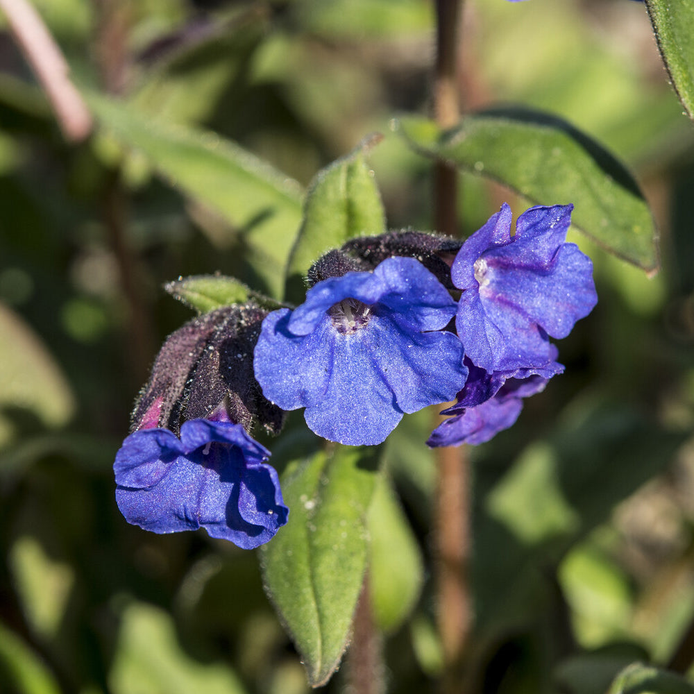 Bakker Blue Ensign pulmonaire bleue pot 9cm