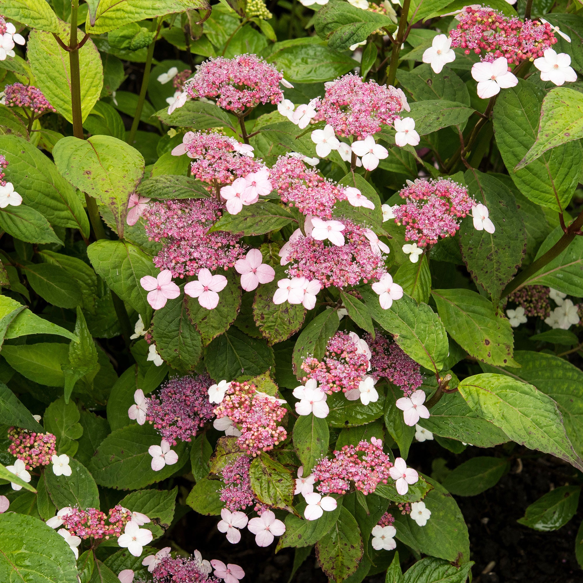 Bakker Été indien hortensia pot 13 cm rose 15-20 cm