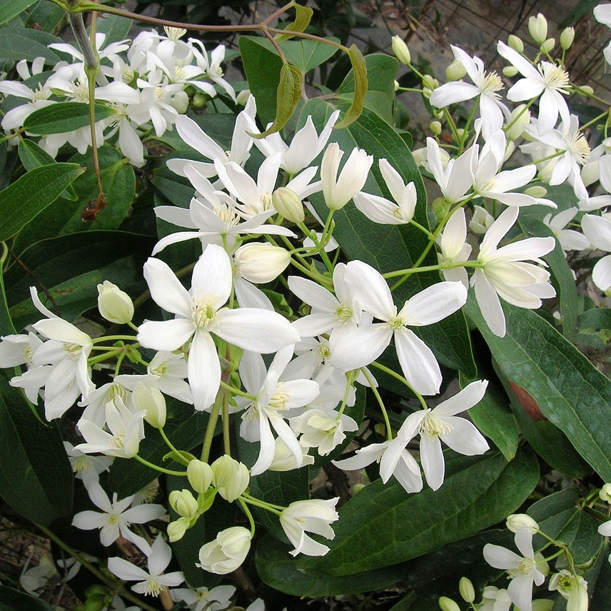 Bakker Clématite Armandii blanc grimpante pot 11cm