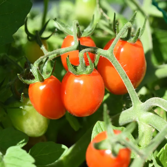Bakker Romello F1 tomate-cerise 10 graines sucrée