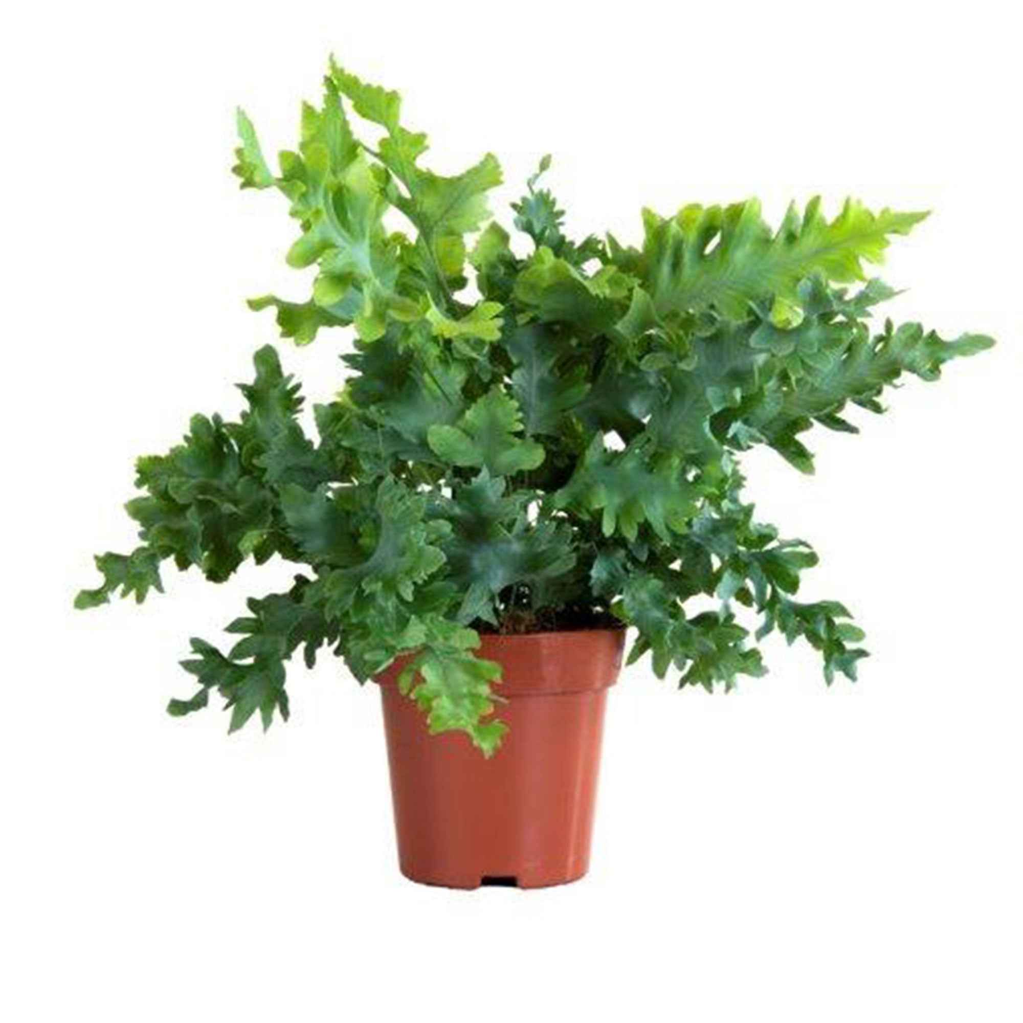 Bakker Fougère Davana plante verte pot Ø12 cm 20-30 cm