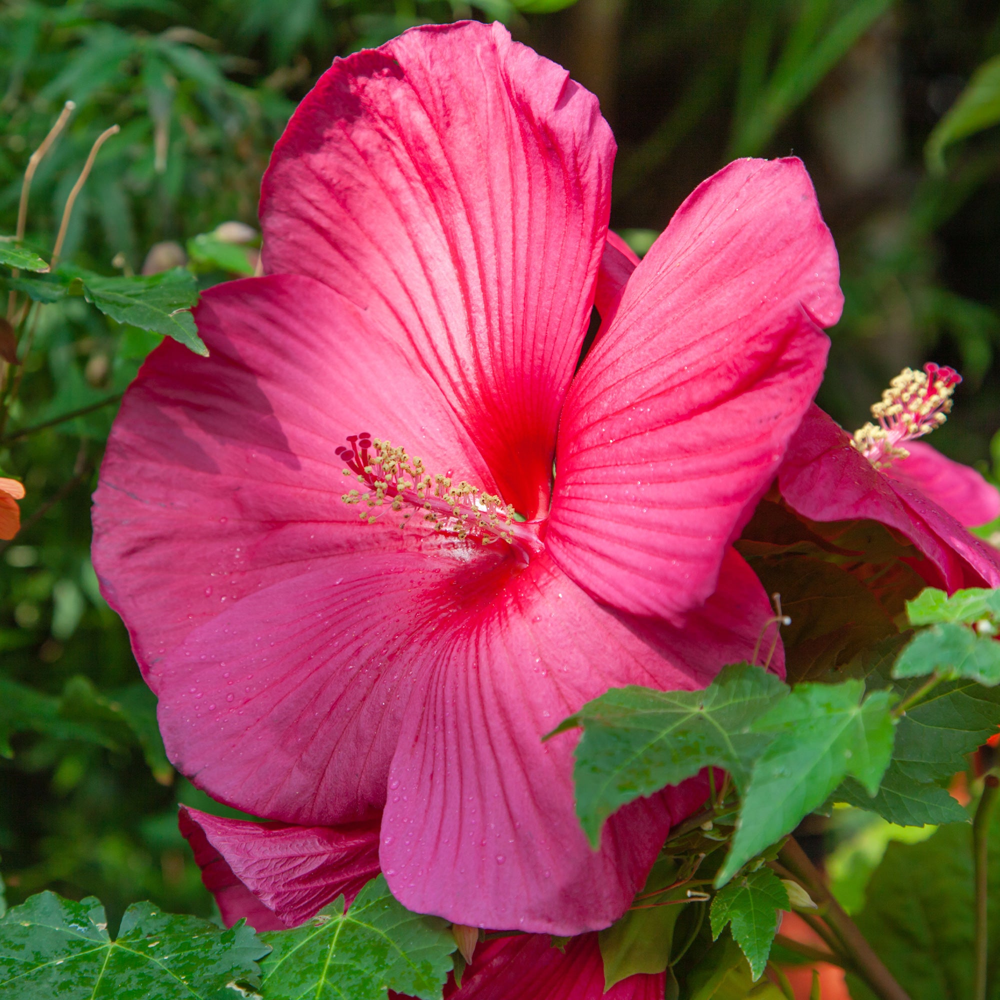Bakker Arbustes Hibiscus des marais vivace fuchsia 8cm