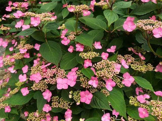 Les Hortensias du Haut Bois Santiago hortensia pot 3L
