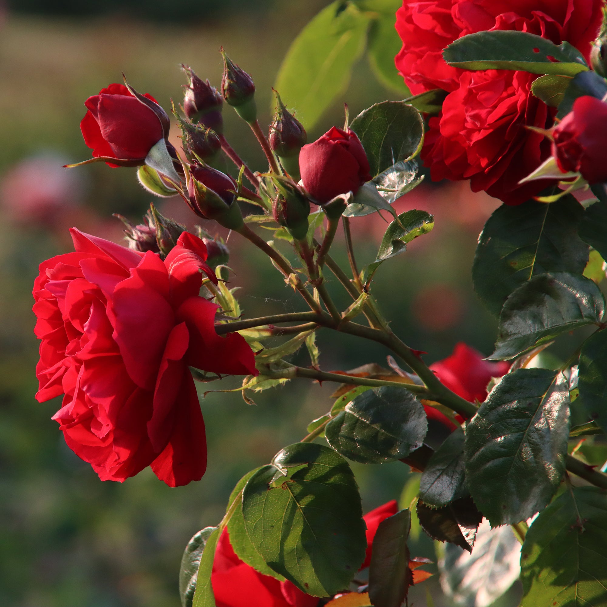 Bakker Florentina rosier grimpant pot 4L fleurs rouges