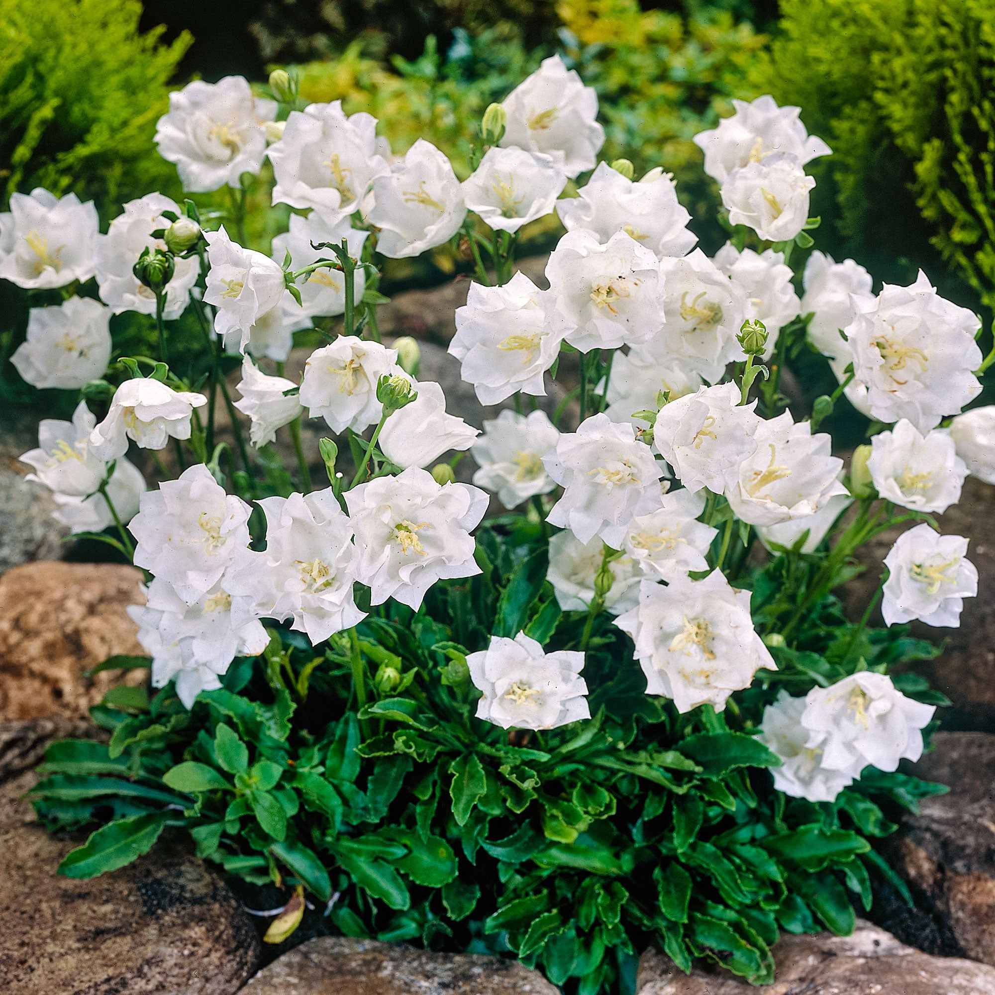 Bakker Vivaces Campanule Carpates Alba fleur pot Ø9cm blanche