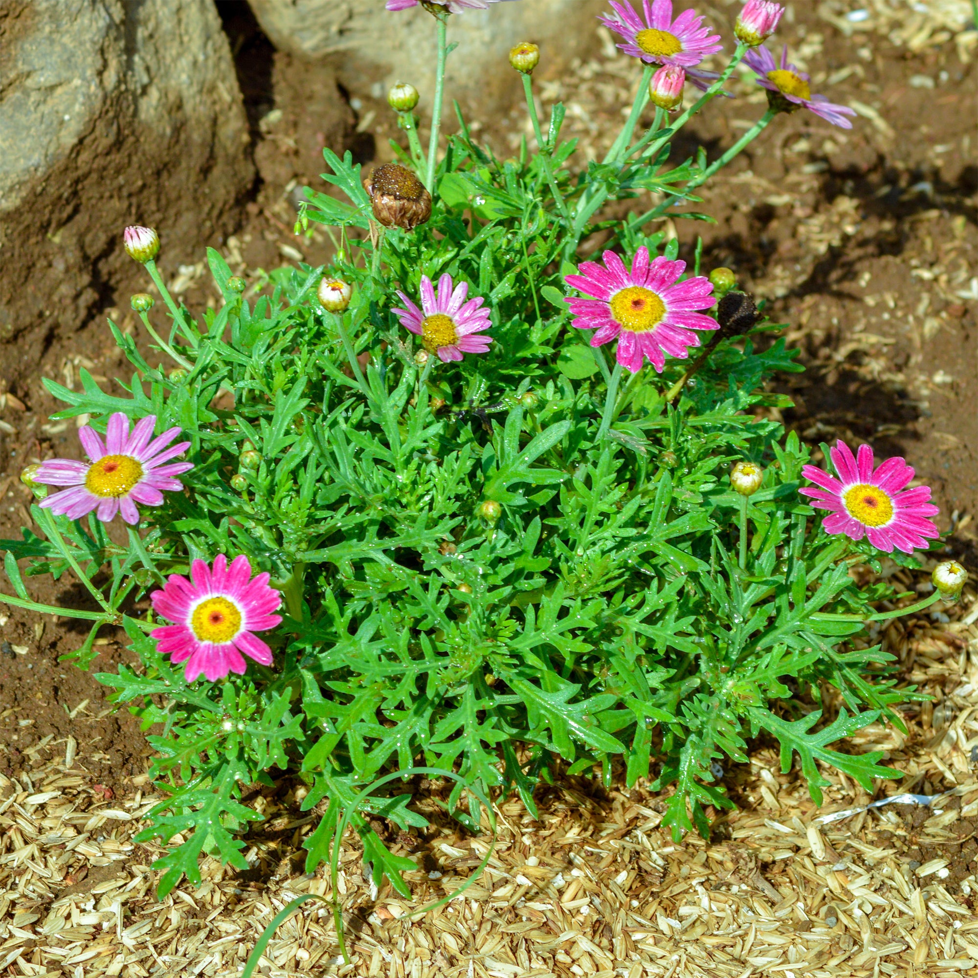 Bakker Grandaisy Pink Tourmaline marguerite rose pot 10,5 cm