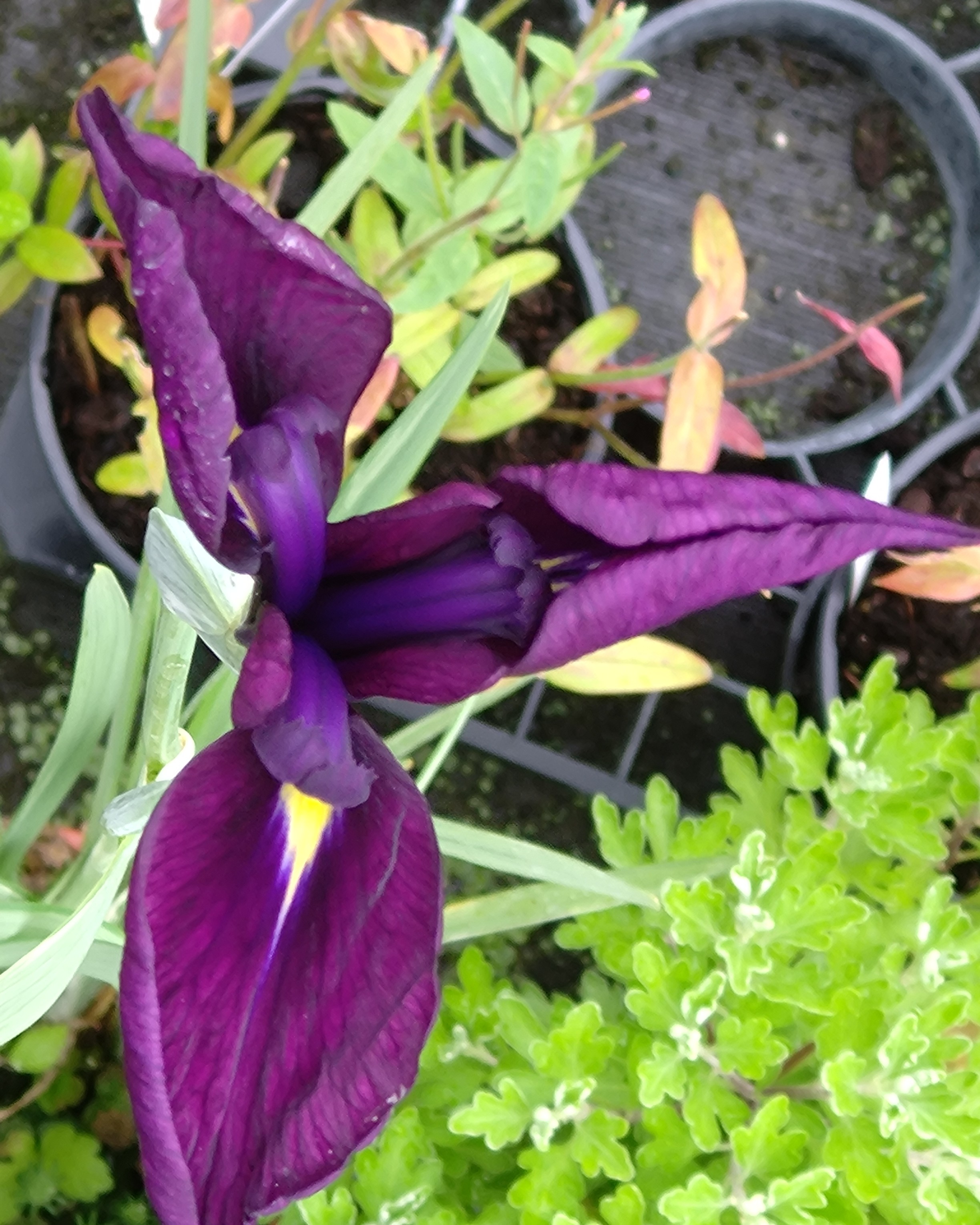 Passion Vivaces Iris ensata Variegata plante vivace violet foncé