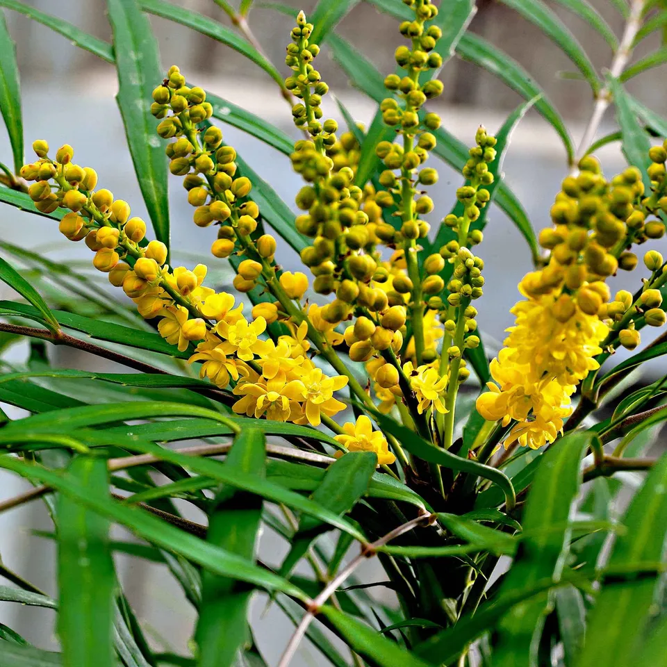 Bakker Mahonia Soft Caress arbuste pot 9cm 15-20cm sans épines