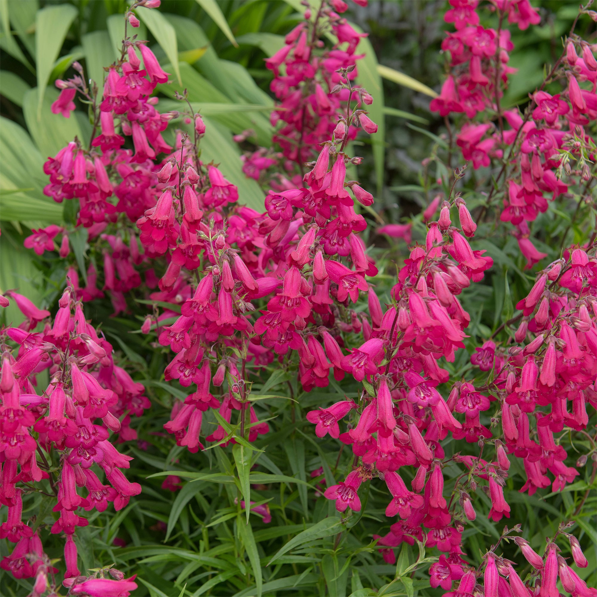 Bakker Andenken an Friedrich Hahn penstemon vivace pot 9 cm