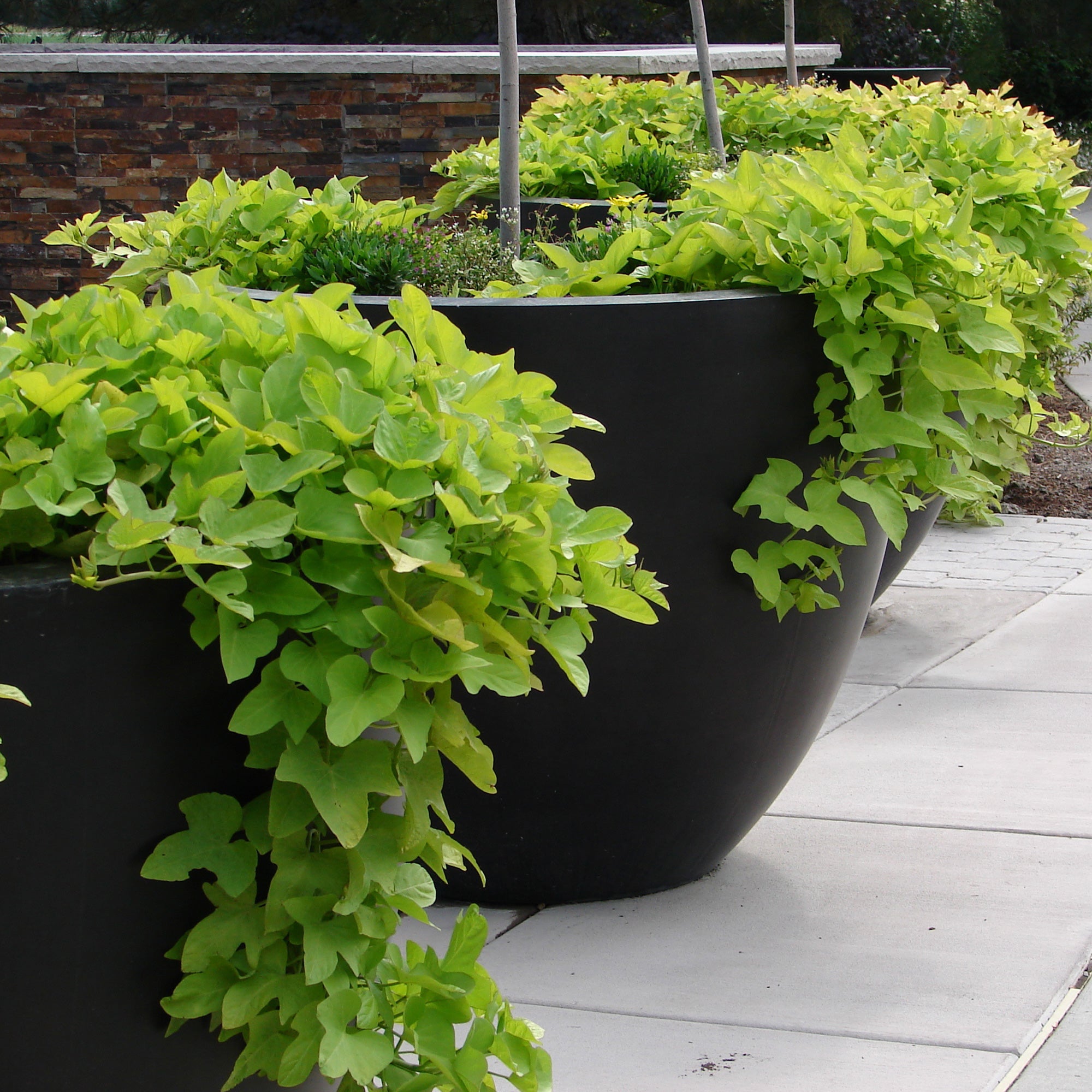 Bakker Ipomée Batata verte plante terrasse pot 10,5cm