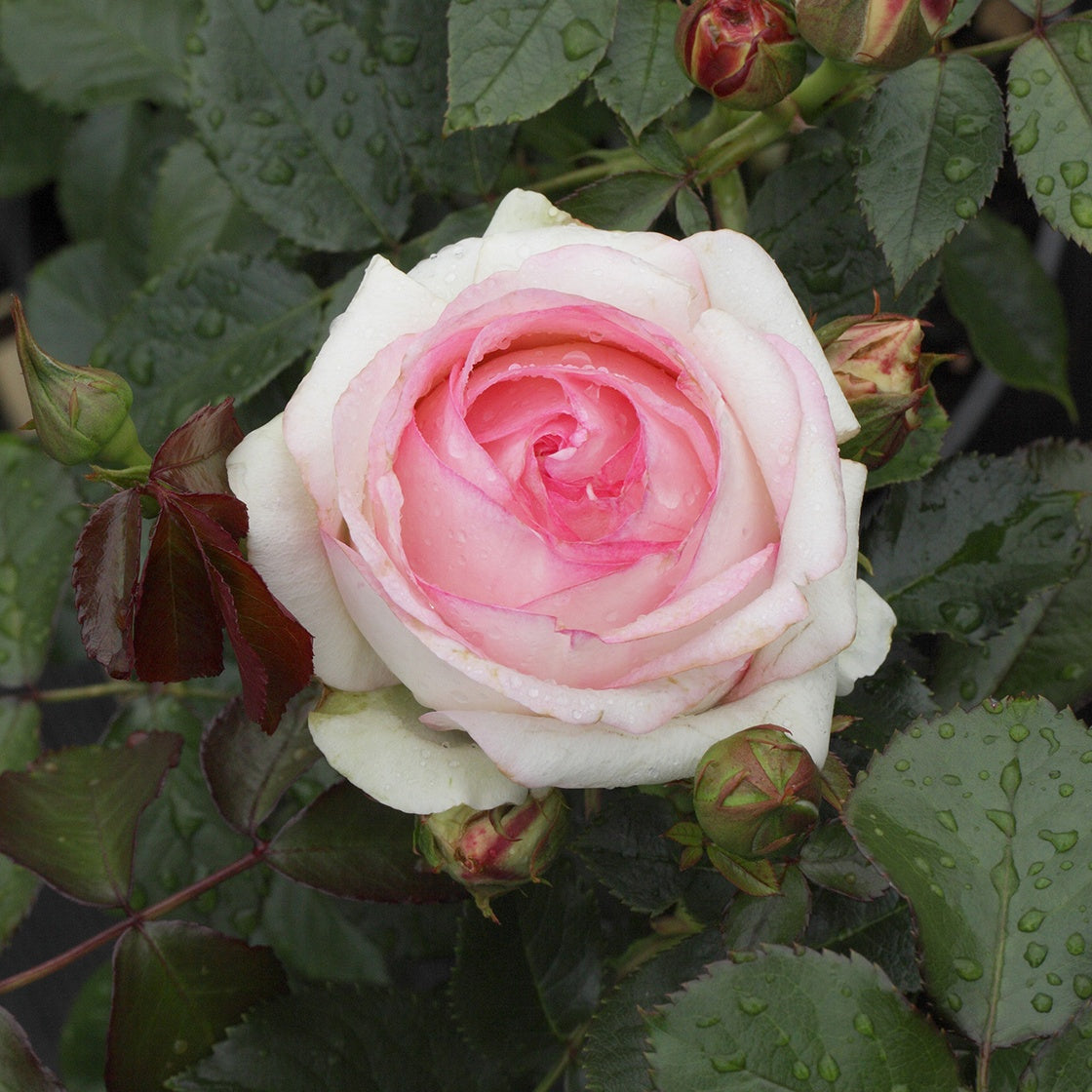 Bakker Rosiers Pierre de Ronsard rosier grimpant pot 4L rose