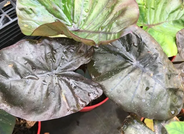 Pépinières Ripoche Colocasia Kona Coffee plante exotique pourpre