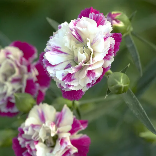 Bakker Œillets Paradis roses vivace 2 pots 9 cm
