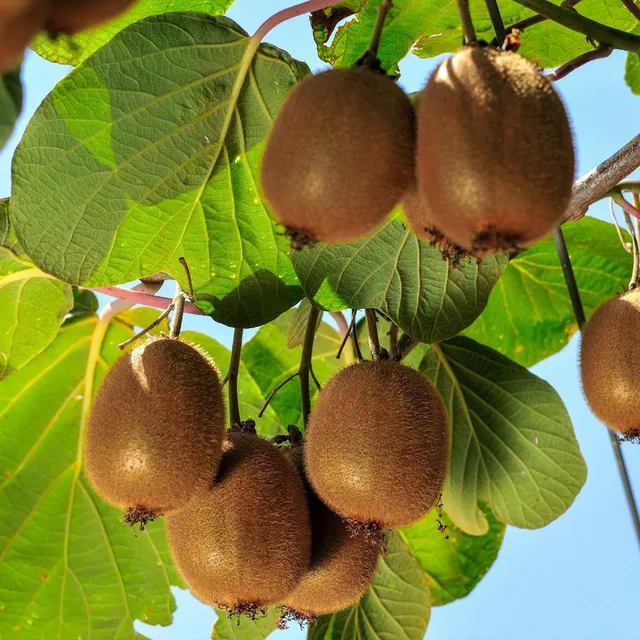 Bakker Solissimo kiwi autofertile pot 1L liane
