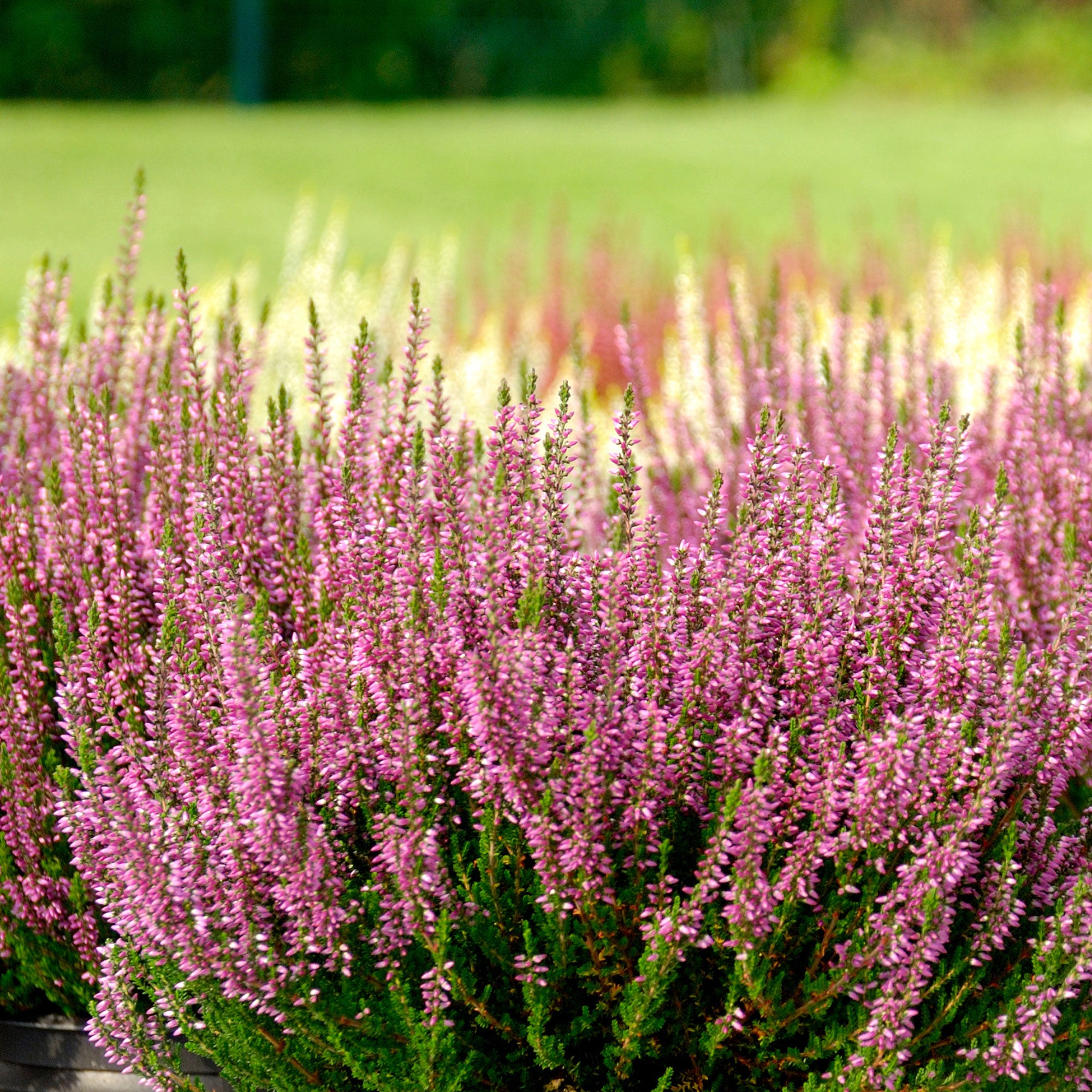 Bakker Bruyère d'été rose Calluna 3 pots 8 cm