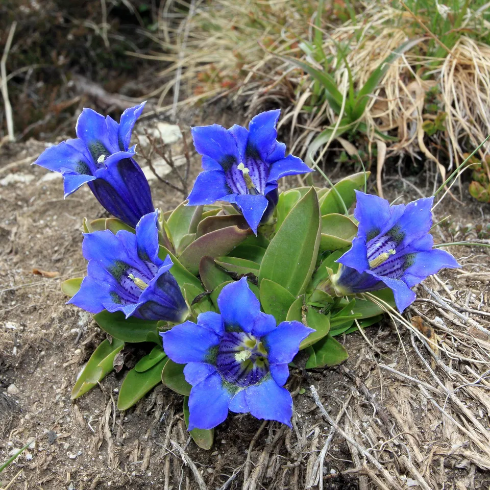 Bakker Gentiane acaule vivace pot 9cm fleurs bleues tapis