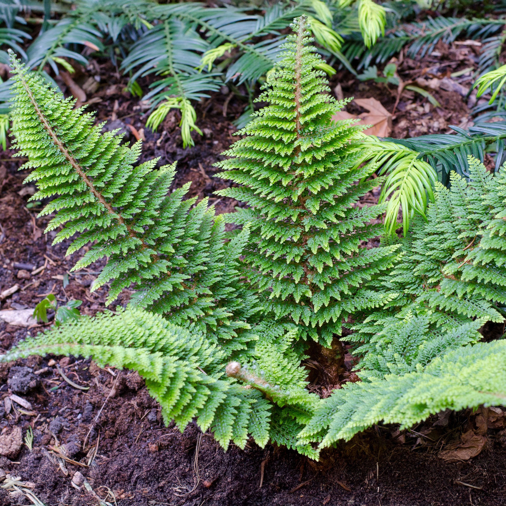 Bakker Fougère Plumosum Densum persistante pot 9 cm
