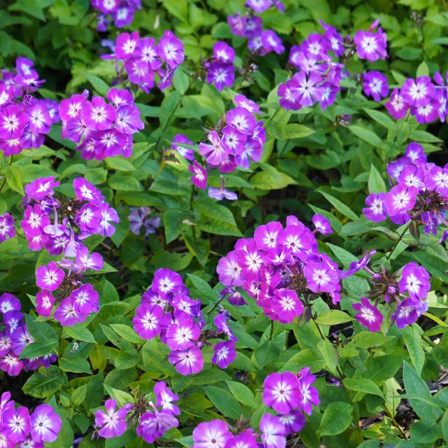Bakker Phlox paniculé Uspech plante vivace pot 9cm violet