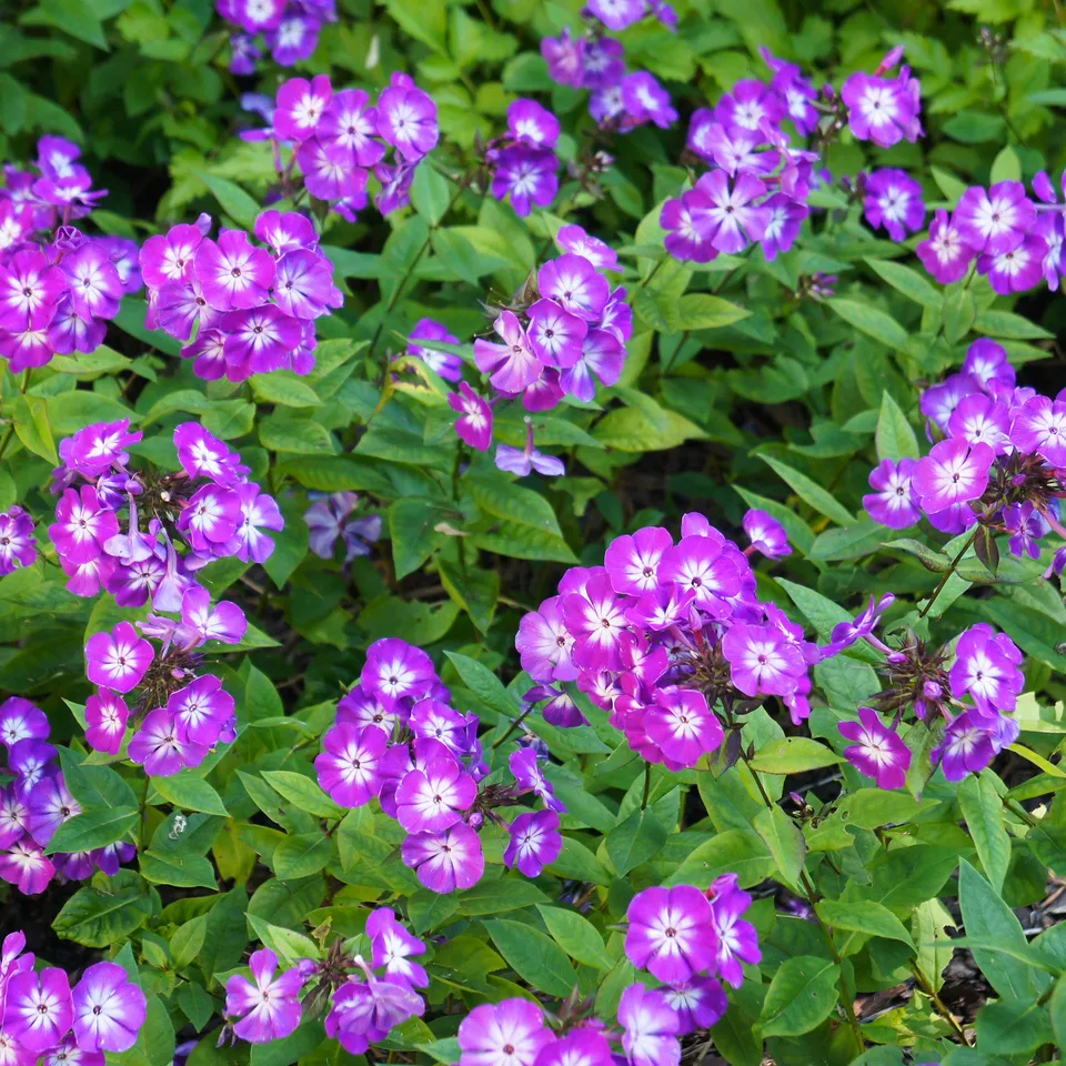 Bakker Phlox paniculé Uspech plante vivace pot 9cm violet