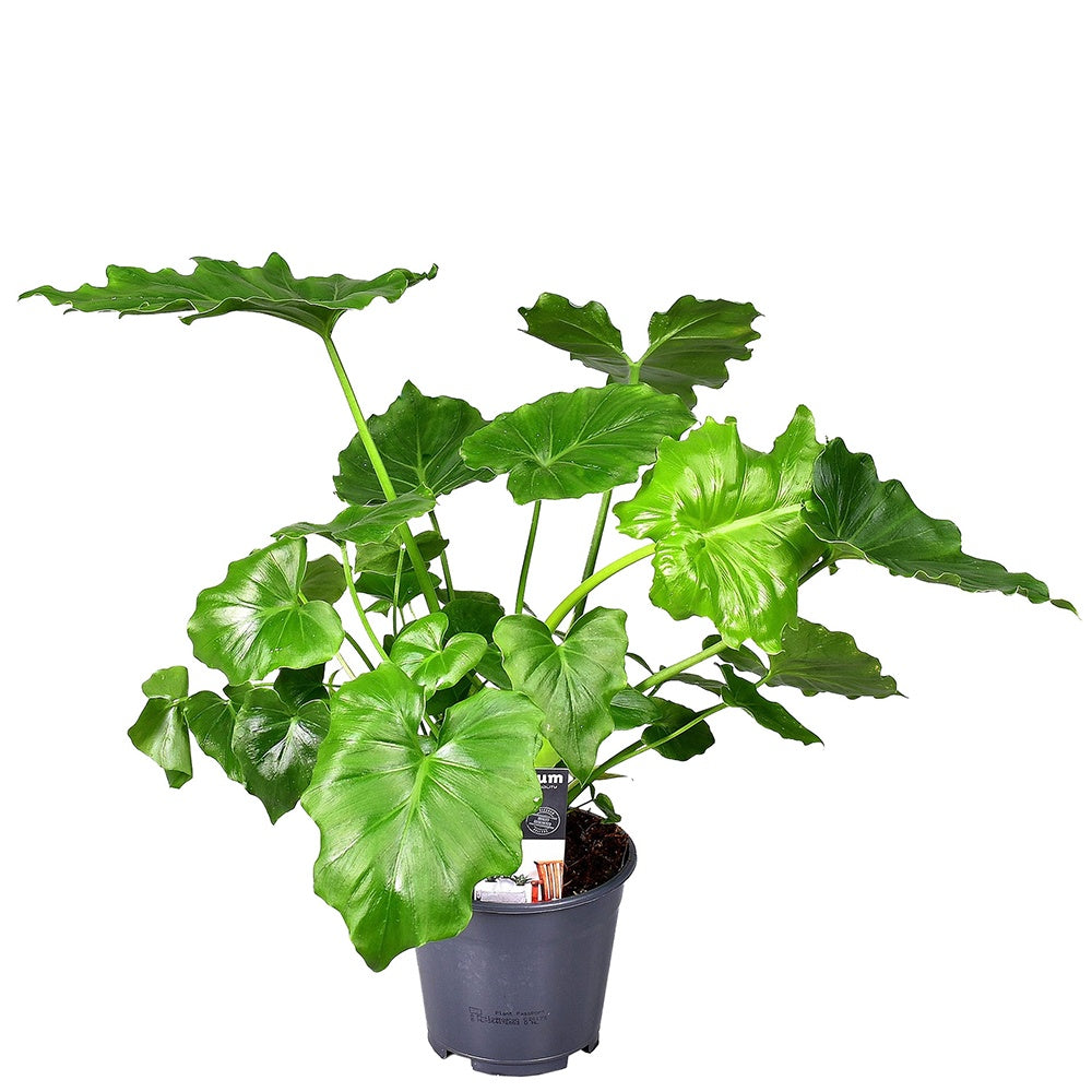 Bakker Monstera Shangri La philodendron pot 14 cm