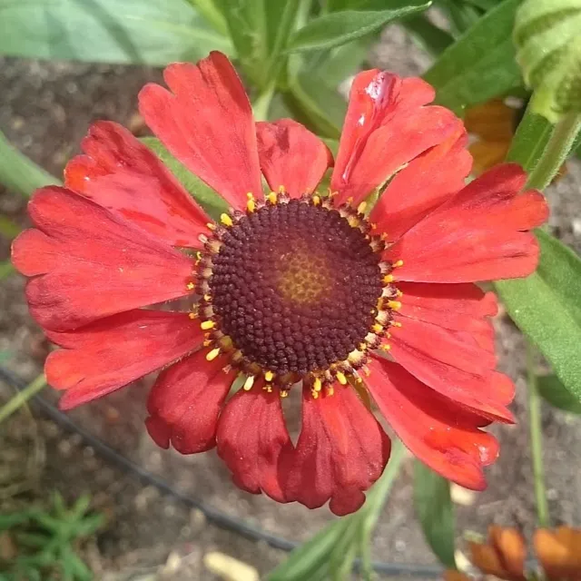 Passion Vivaces Helenium Kupferzwerg plante vivace godet rouge
