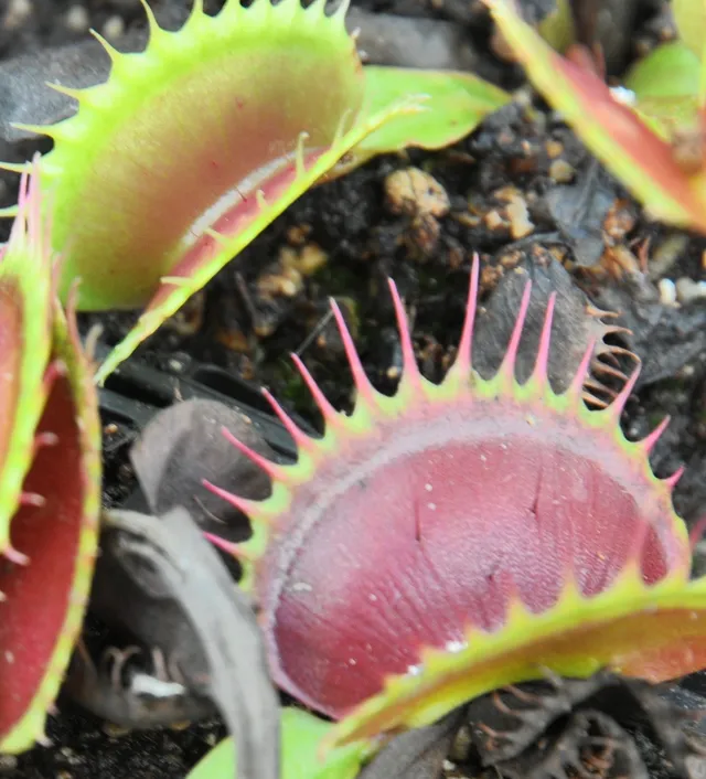 Carniflore Dionée Jaws plante carnivore pot 9 cm dents requin