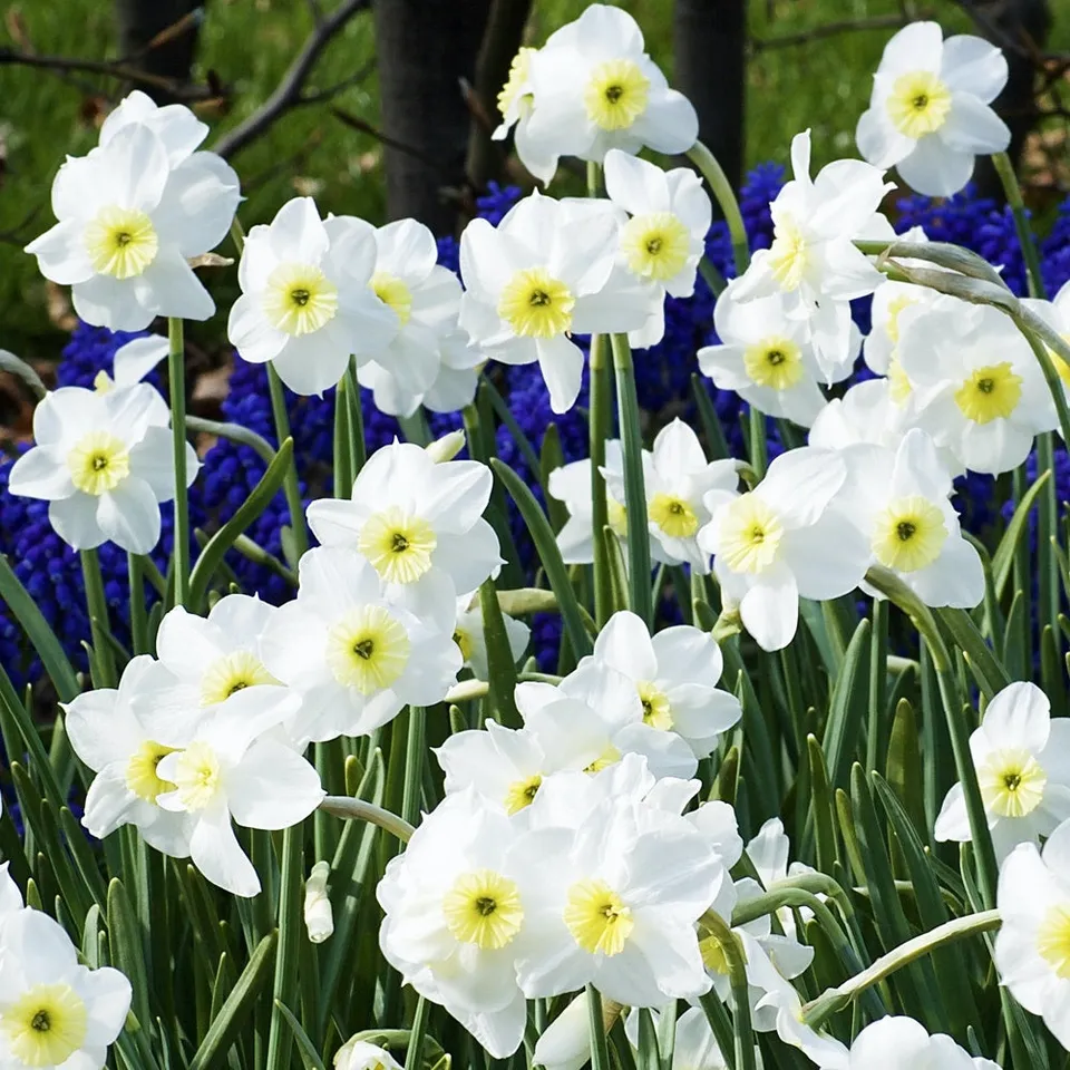 Bakker Bulbes à fleurs Narcisse Segovia bulbe sachet 7 nain