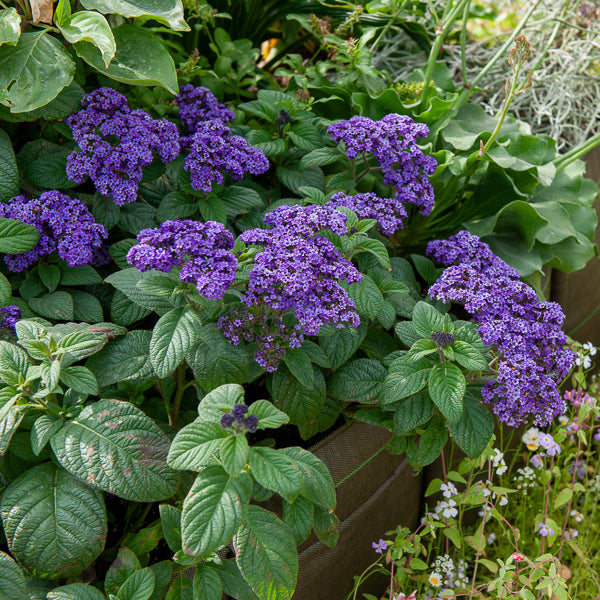 Bakker Héliotropes du Pérou plante terrasse 3 pots Ø10.5cm violet parfum