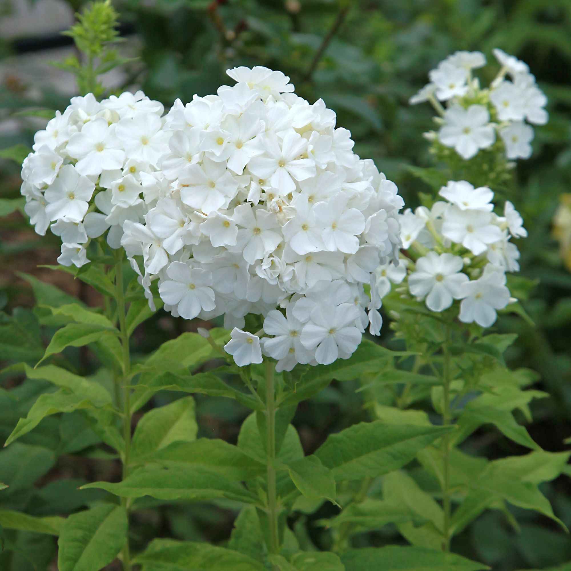 Bakker Phlox paniculata 3 vivaces mélange 3 racines nues