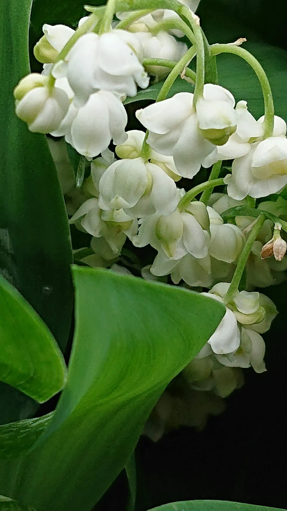 Convallaria muguet godet couvre-sol parfumé ombre