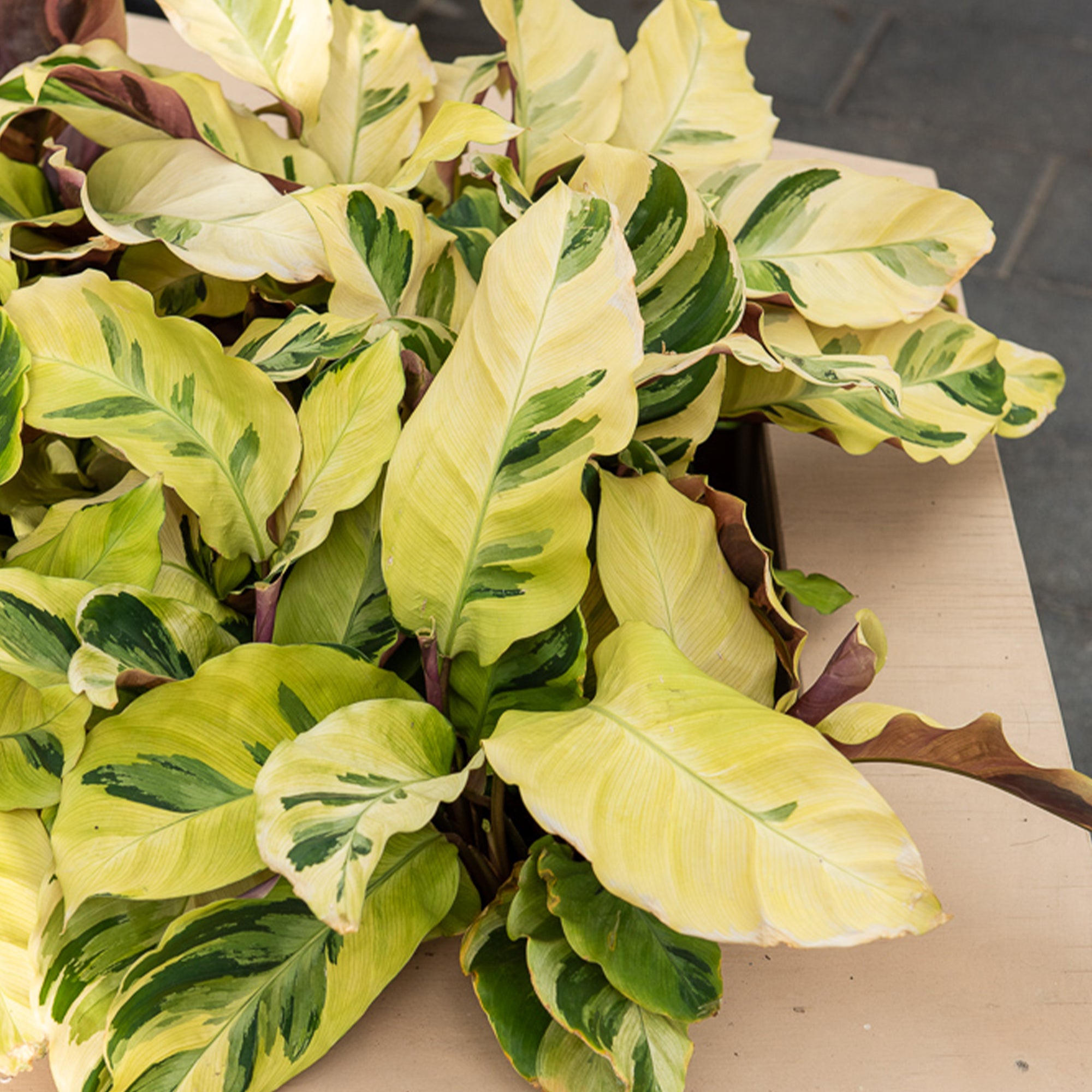 Bakker Calathéa Yellow Fusion plante intérieur pot 10,5cm panaché