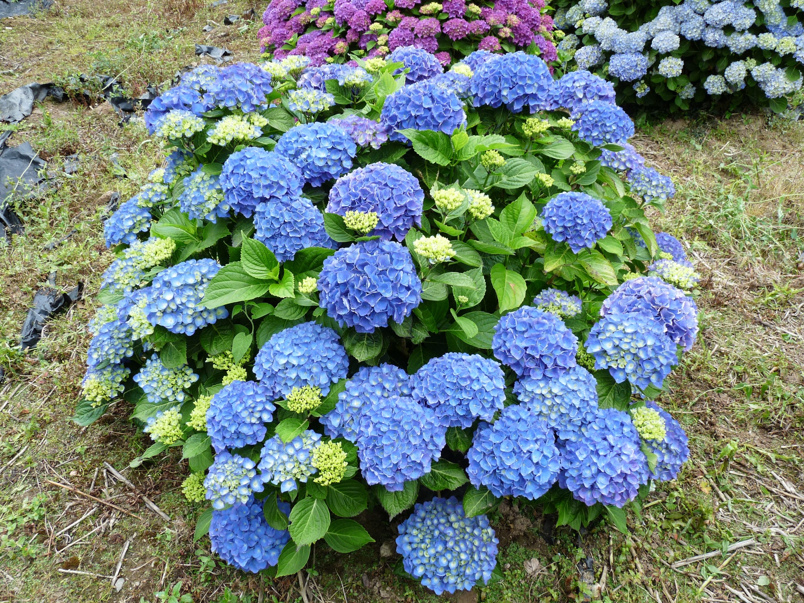 Les Hortensias du Haut Bois Trotsburg hortensia boule fleurs rondes
