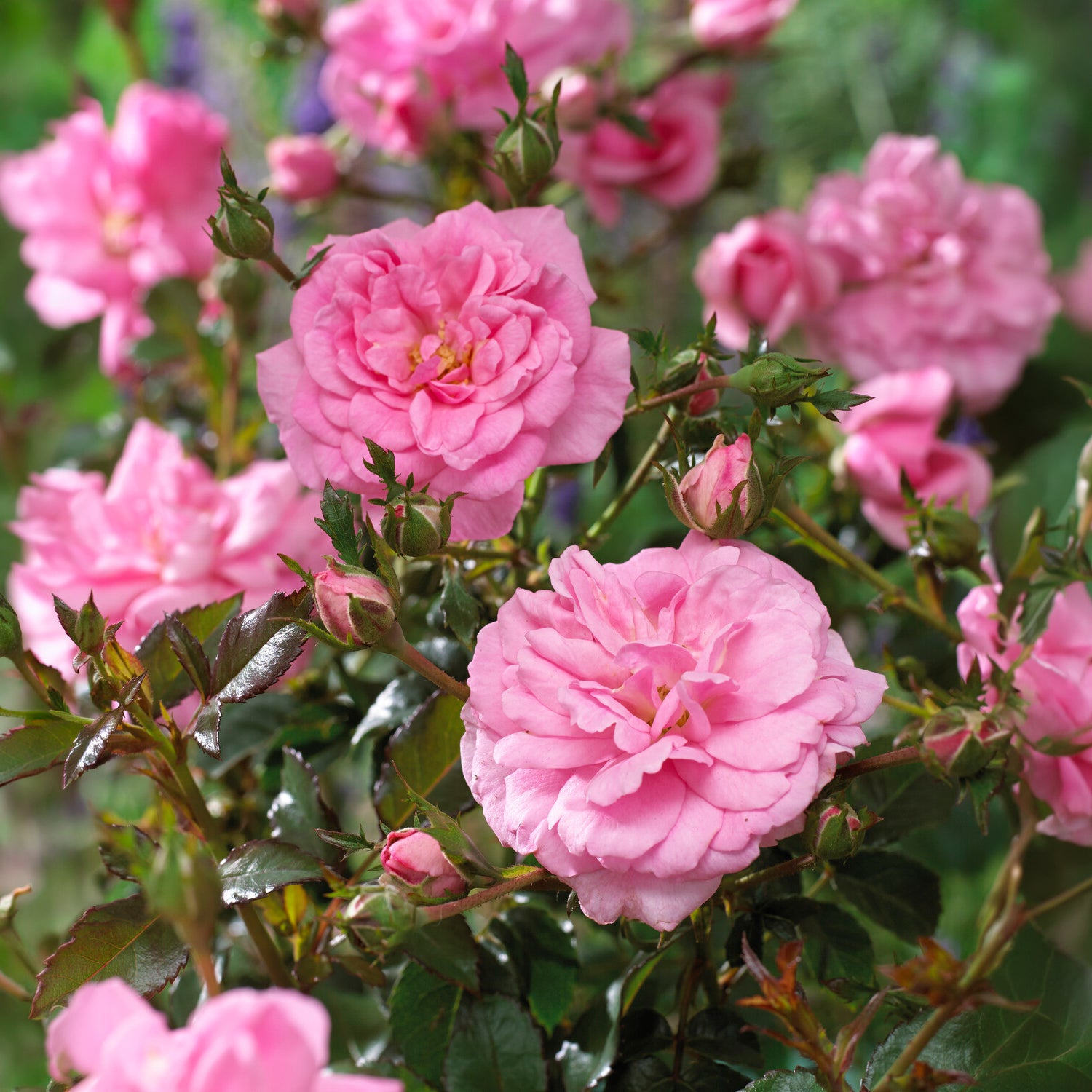 Bakker Mirato rosier couvre-sol pot 3L rose 15-40 cm