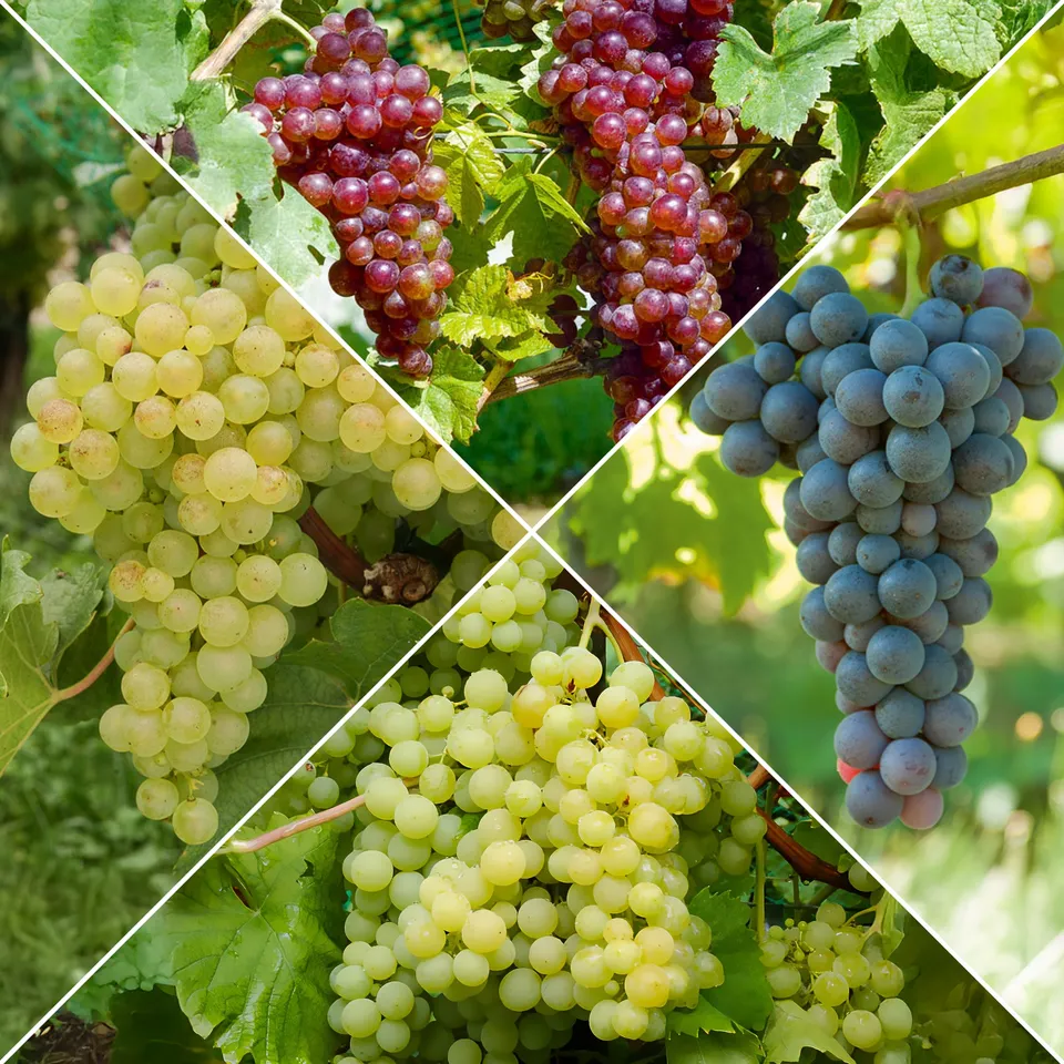 Bakker Collection de vignes fruitier 4 mottes 2 ans grimpant