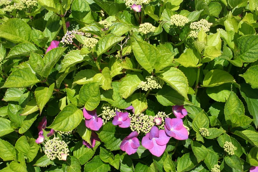 Hydrangea macrophylla King Fisher hortensia fleurs plates jardin