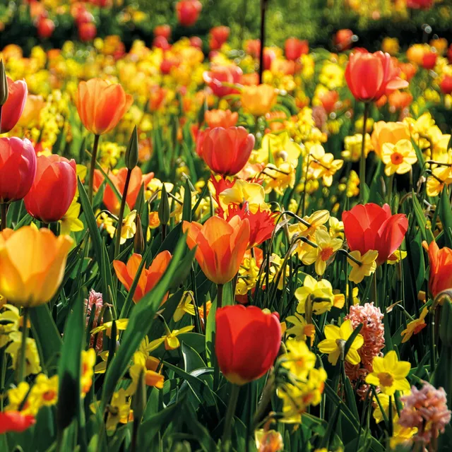 Bakker Bulbes printemps jaune orange sachet 24 floraison