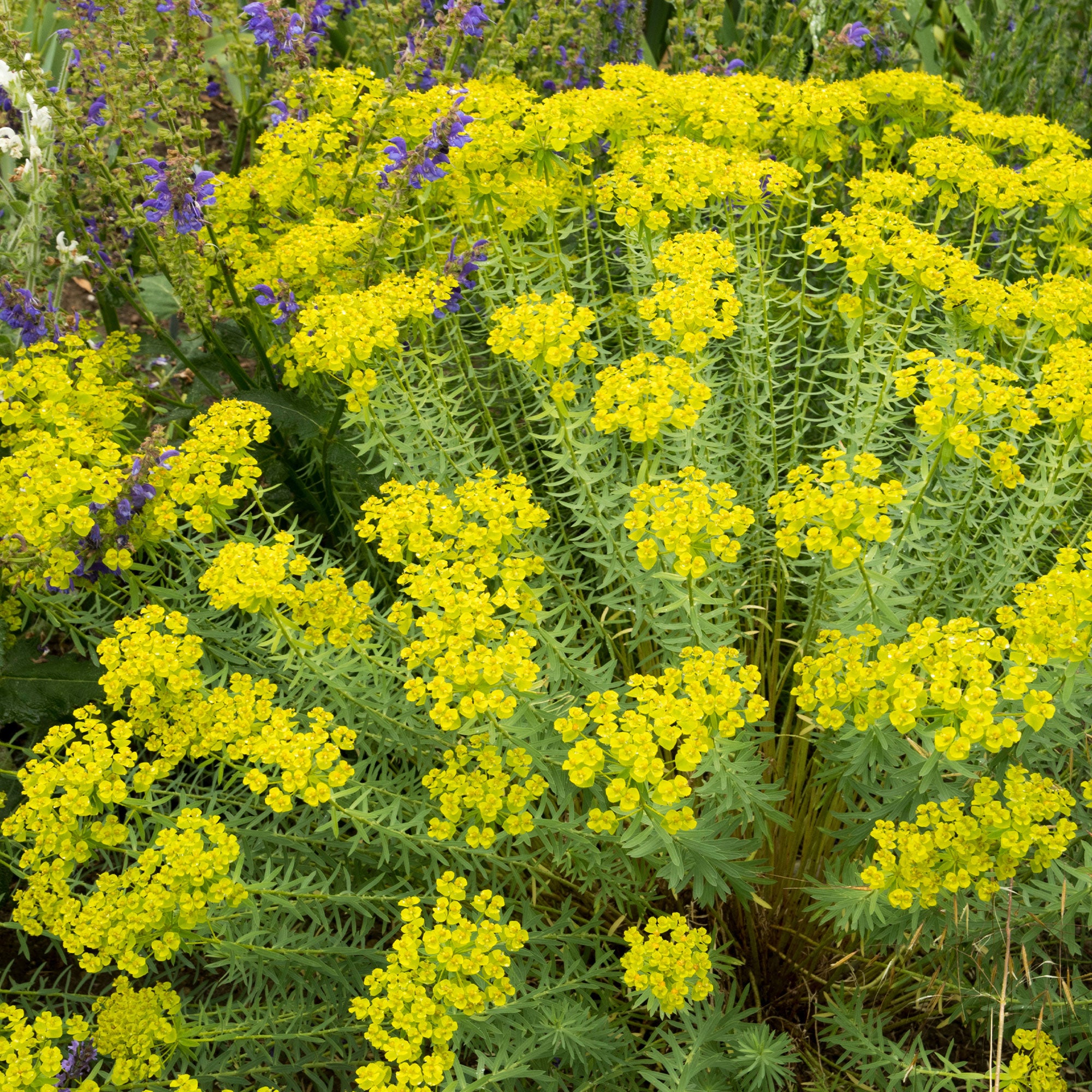 Bakker Euphorbe de Sibérie plante vivace pot Ø 9 cm fleur verte