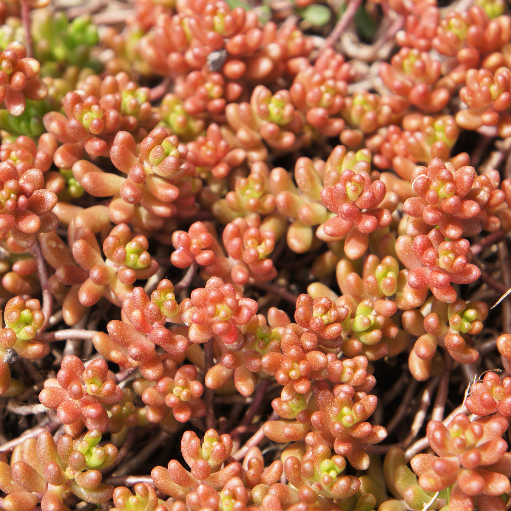 Bakker Plantes vivaces Coral Carpet sedum couvre-sol pot 9cm