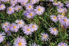 Passion Vivaces Aster Napsbury vivace godet bleu heliotrope