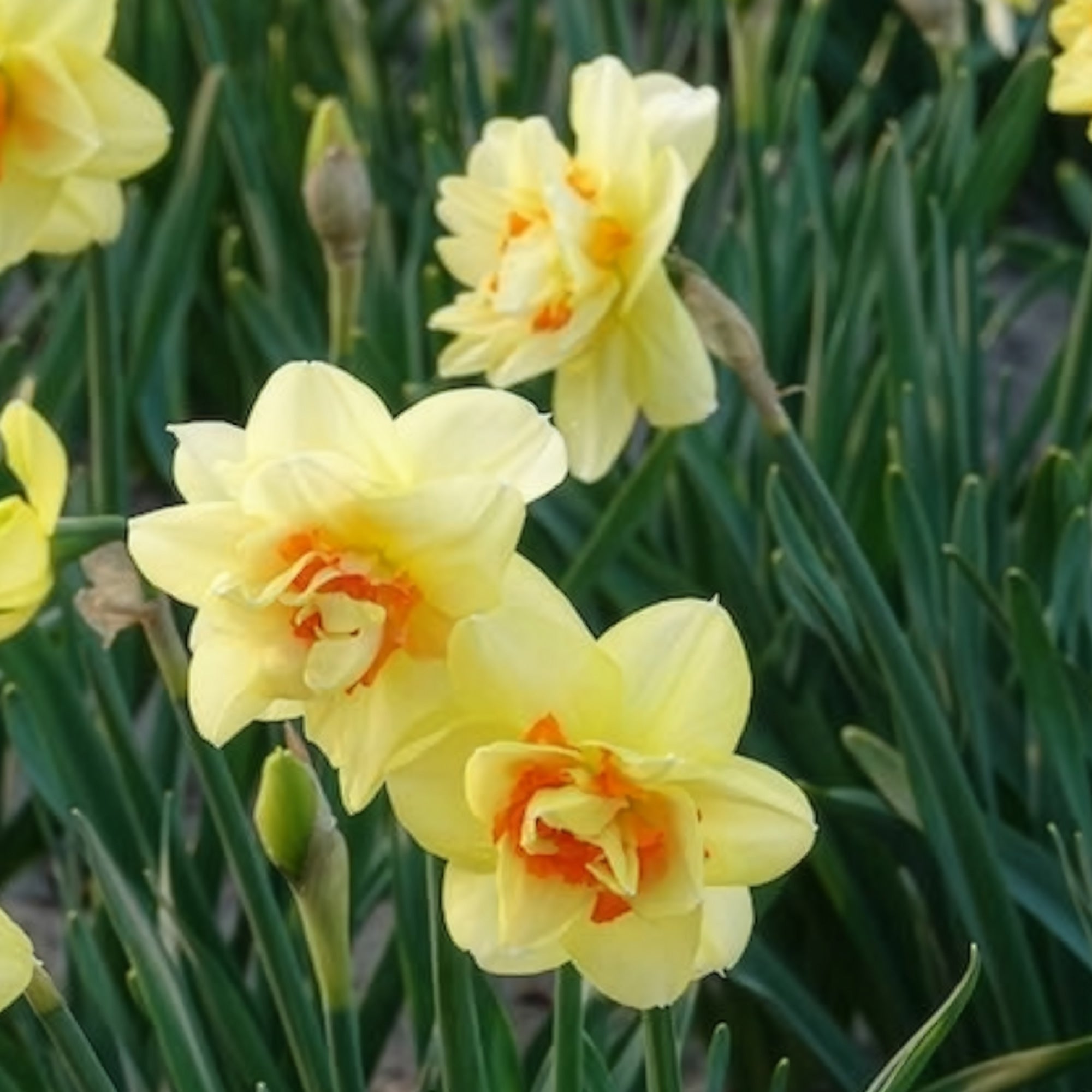 Bakker Tahiti narcisse double sachet 10 bulbes jaune