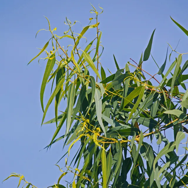 Bakker Ornement Eucalyptus citronné pot 9cm parfum citron soleil